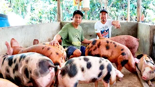 3 diskarte para mabilis lumaki at mabigat ang mga alagang baboy