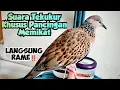 Download Lagu Suara Burung Tekukur Khusus Pancingan Memikat // Langsung Rame‼️