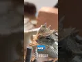 Horned Lizard s friends won t share