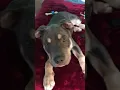 Bentley the tricolor blue pitbull puppy