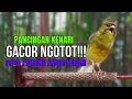 Download Lagu SUARA BURUNG Kenari GACOR PANJANG INI Cocok untuk Masteran KENARI PAUD dan Kenari Macet BUNYI