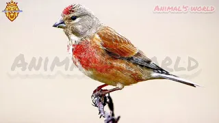 صوت تغريد طائر التفاحي الحسون التفاحي Common Linnet نقي و مضمون 