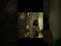 Burung luntur kesumba