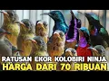HUMMINGBIRD | RATUSAN EKOR JENIS KOLIBRI NINJA YANG BAKAL MUTASI KE TIGA WARNA HARGA DARI 70 RIBUAN