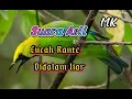 Download Lagu Suara Asli Alam Burung Cucak Ranting||jernih cocok buat pikat dan pancingan
