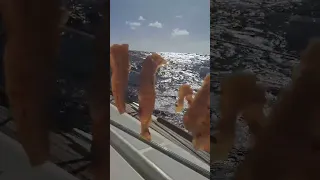 Drying Fresh Mahi-Mahi While Sailing! 🐟🌊 #shorts