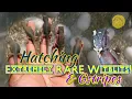 Hatching Rare Witblits HypoTrans Genetic Stripe bearded dragons