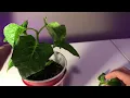 How To Maximize Pepper Production