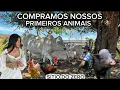 PRIMEIROS ANIMAIS CHEGANDO NO SÍTIO - DEU MUITO TRABALHO! COMEÇANDO SÍTIO DO ZERO - SÍTIO ABANDONADO