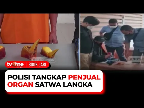 Pelaku Penjual Organ Satwa Langka Berhasil Ditangkap