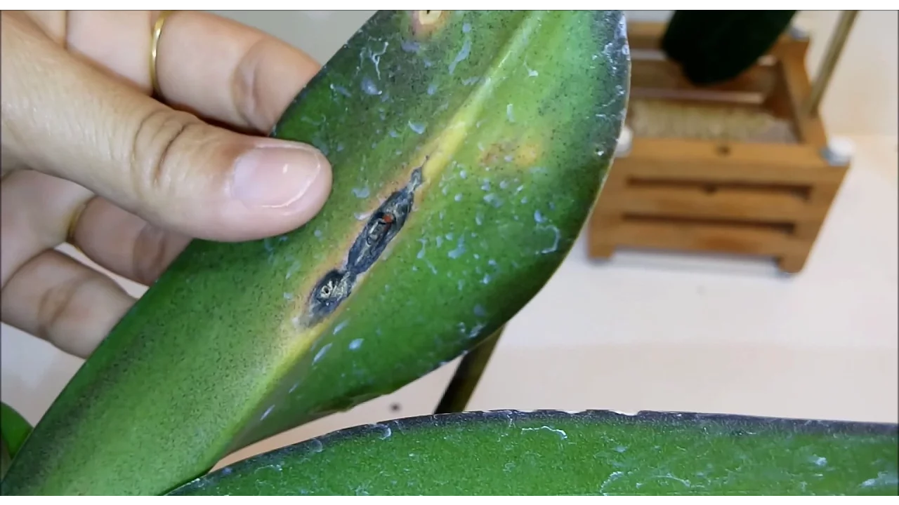 ORQUÍDEA COM FUNGOS!! VEJA O QUE ACONTECEU E COMO EU TRATO!!