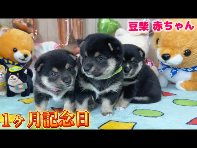 動画