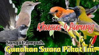 Download SUARA PIKAT BURUNG KERAK BASI. SOGON. SIKATAN KIPAS. KEMADE. PALING TOP.. MP3