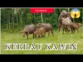 Download Lagu Perkawinan KERBAU Secara Alami... Terjadi saat sedang di gembala.