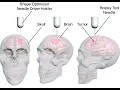 Biopsy CPT codes - simplify medical coding