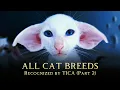 Exploring the Diversity of TICA Cat Breeds Part 2 All Cat Breeds A - Z