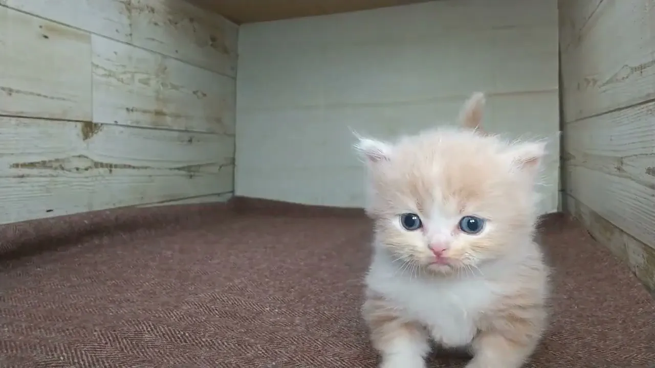 動画