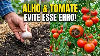 CULTIVO DE ALHO E TOMATE - AGRICULTURA FAMILIAR