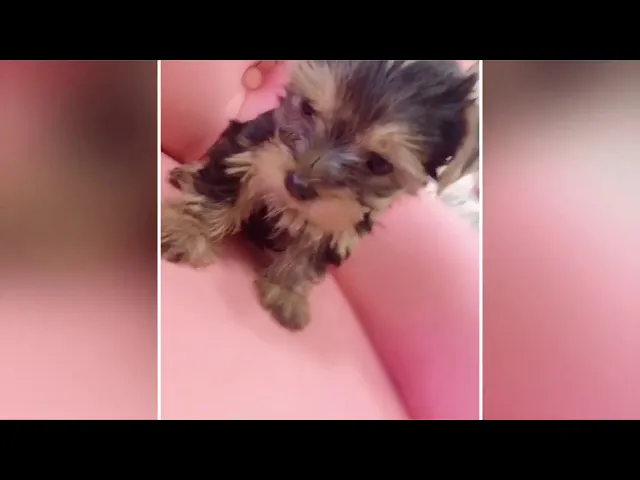 動画