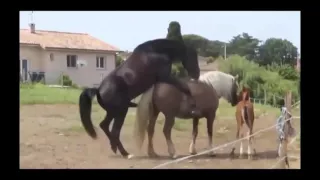 animals mating horse mating u0026 donkey mating funny horse compilation 2016 pt3