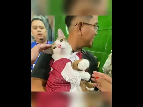 Le quitaron su peluche favorito y su reacción fue demasiado tierna 😭🐱