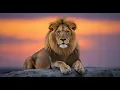 Download Lagu Amazing Wildlife | 4K Video