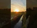 Download Lagu story' WA || nyoree di sawah