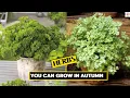 Download Lagu 10 Herbs You Can Grow in Autumn | Best Fall Herbs