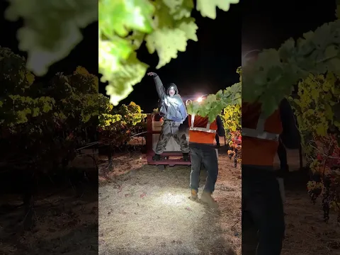 In addition to making music, we farm Cabernet Sauvignon at our vineyard called Glass Rock Ranch.