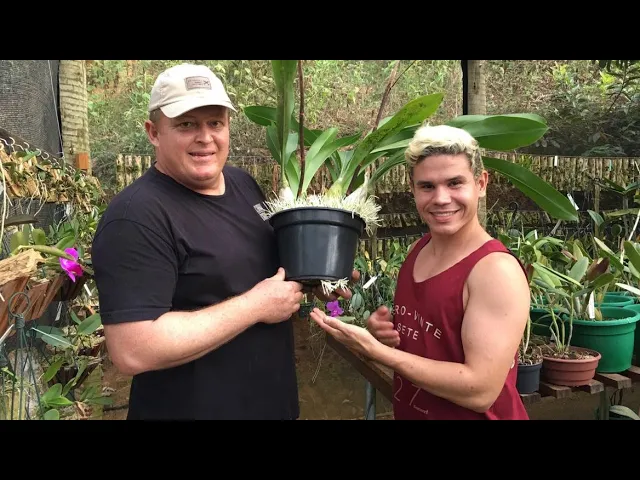 CURIOSIDADES NO CULTIVO DE ORQUÍDEAS