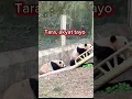 Download Lagu Funny Panda