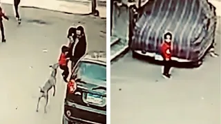 هجوم كلاب مسعوره على الأطفال في مصر دندنها