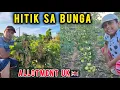 Download Lagu HITIK NA SA BUNGA | HINDI NASAYANG ANG PAGOD NAMIN NI SHANAYA