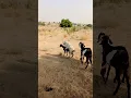 Download Lagu Beautiful goats farm life farm videos #farming #goat #shortsfeed #shorts #youtubeshorts
