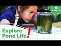 Make Your Own Pond Ecosystem In a Jar Exploration Station KiwiCo