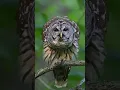 Download Lagu Burung hantu yang suaranya seperti ayam jago | Barred owl