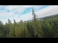 Flight Vlog #137 - Forest flip rip (@ the cabin) - DJI Avata 2