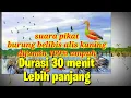 Download Lagu suara pikat burung belibis ampuh‼️ 2024 lesser whistling duck #2