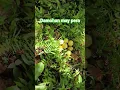 Download Lagu Pinupulot ang pera sa gubat #pypp#subscribe/Kabaros Channel