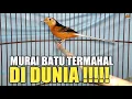 Download Lagu MURAI BATU TERMAHAL DI DUNIA !