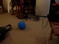 Sylar and the Great Balloon: Cute Kitten