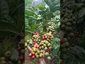 Download Lagu kopi lampung barat #pertanian #perkebunan