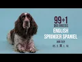 English Springer Spaniel