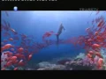 Transtv Djarum Black 21 50