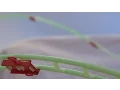 Santa s Marble Run