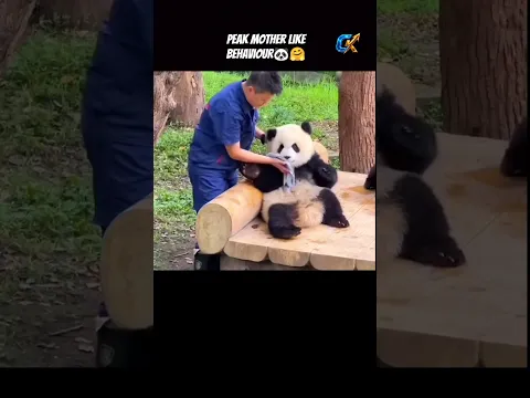 Cute Panda Baby Got Lifelong Love🐼❤️