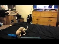 Kitten doing backflips
