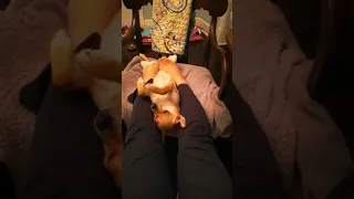 Professional Dog Foot Massage Shorts 