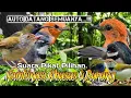 Download Lagu SUARA PIKAT BURUNG KEMADE. SIKATAN KIPAS. SOGON. PRENJAK. KOMBINASI PILIHAN..