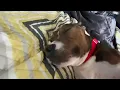 Chester does not like being called a Prime Piggy - BigJigglyPanda